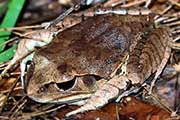 Great Barred Frog (Mixophyes fasciolatus)